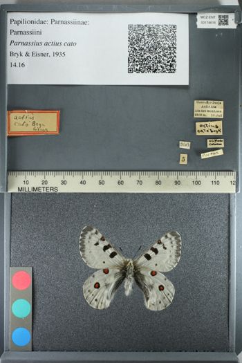 Media type: image;   Entomology 174616
